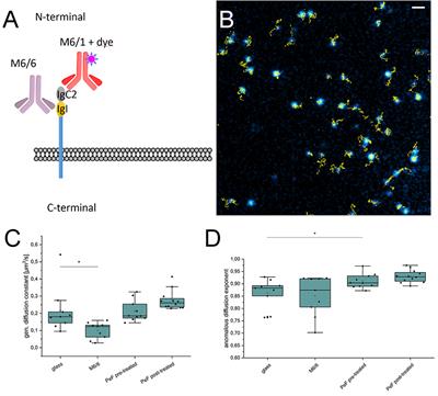 Super-Resolution Microscopy Reveals Local Accumulation of Plasma Membrane Gangliosides at Neisseria meningitidis Invasion Sites